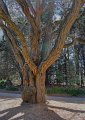 flo tree